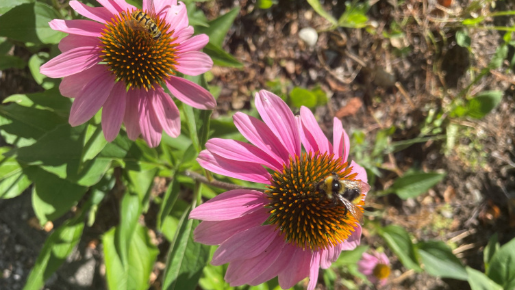 Die Vielfalt der Heilpfanzen