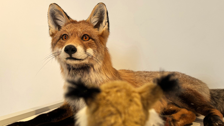 Internationaler Museumstag: Es kreucht und fleucht