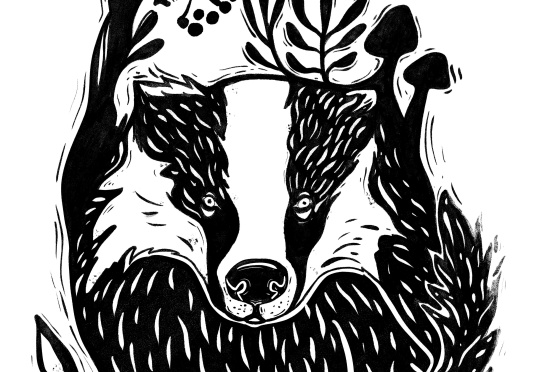 The mysterious life of the badger