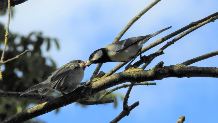 Gartentag 2026 - VSK Kreuzlingen