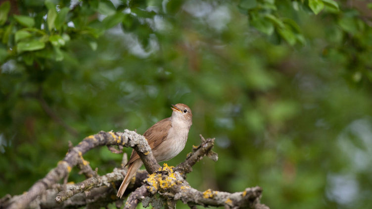 Stunde der Gartenvögel – Singt die Nachtigall?
