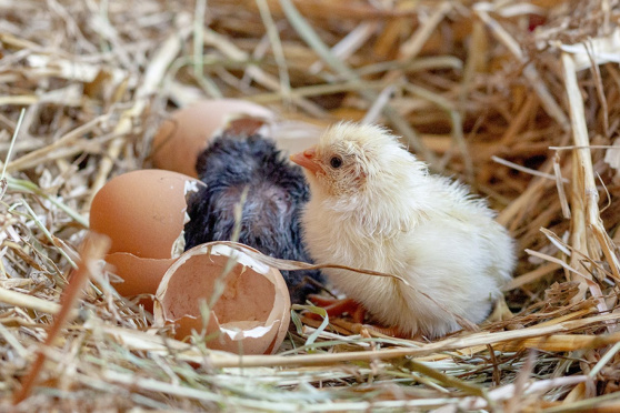 Sonderausstellung - Allerlei rund ums Ei