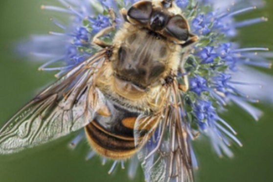 Vertiefungskurs - Schwebfliegen