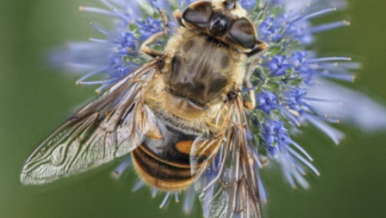 Vertiefungskurs - Schwebfliegen