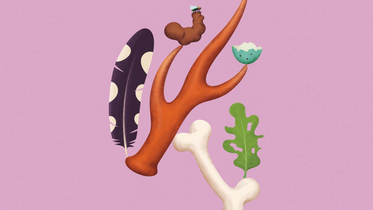 Sonderausstellung: Spuren – Fährten, Frass und Federn