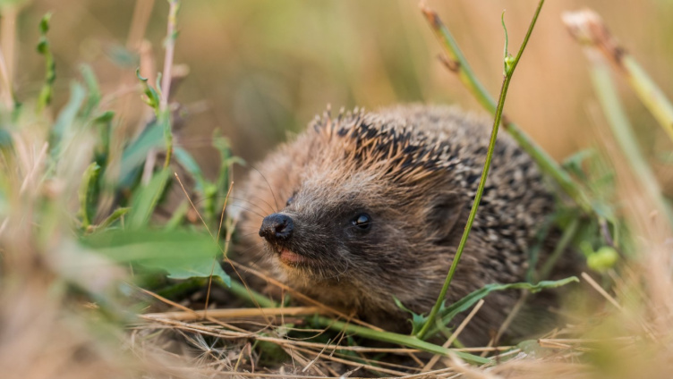 Tier des Jahres 2026 – Pro Natura: Der Igel - Nachbar und Wildtier