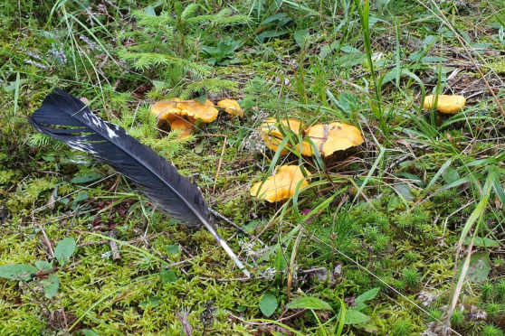 Tierspuren erkennen und verstehen, was sie uns verraten