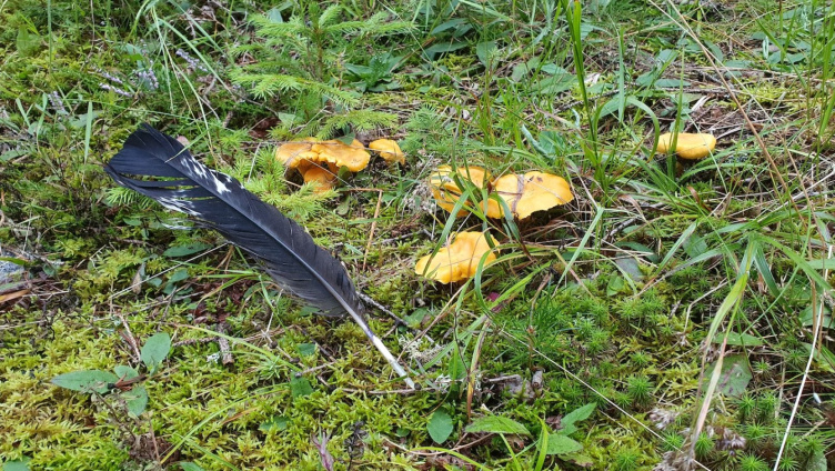 Tierspuren erkennen und verstehen, was sie uns verraten