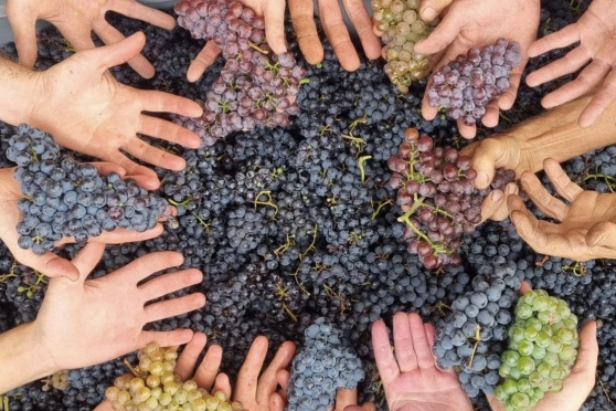 GLP-Anlass auf dem Bioweingut Lenz in Iselisberg