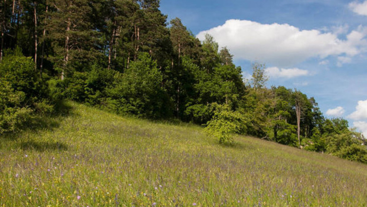 Exkursion ins Naturschutzgebiet Immenberg