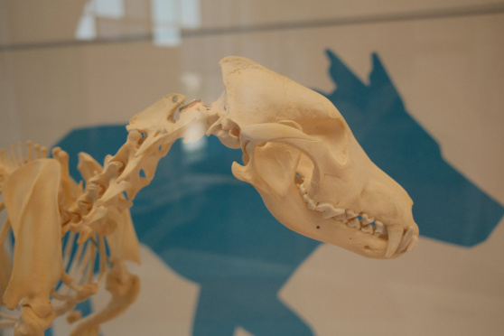 Öffentliche Führung: Mythos Wolf – Naturikone oder Erzfeind?