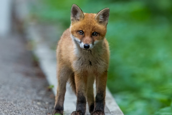 Wildtiere in der Stadt: auf den Spuren unserer wilden Nachbarn