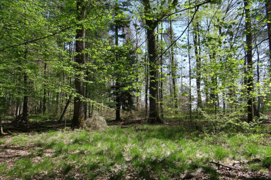 Auf in den Wald!