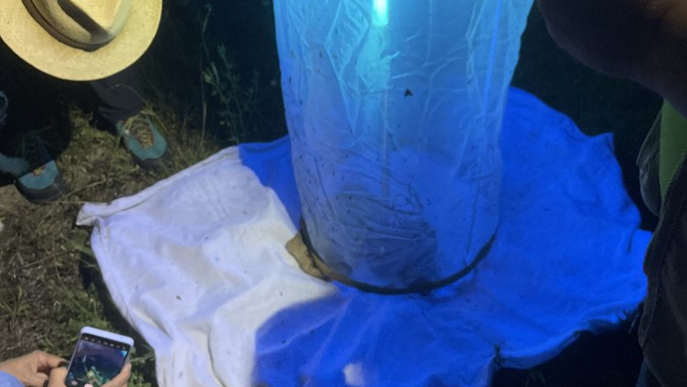 Nachtfalter und andere Insekten mit Andreas Kopp erforschen