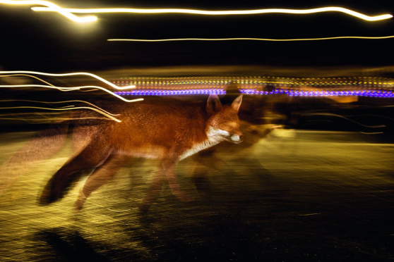 Vernissage «Der Fuchs – Meister der Anpassung»