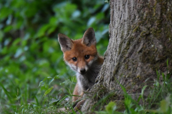 Begegnungen mit dem Fuchs