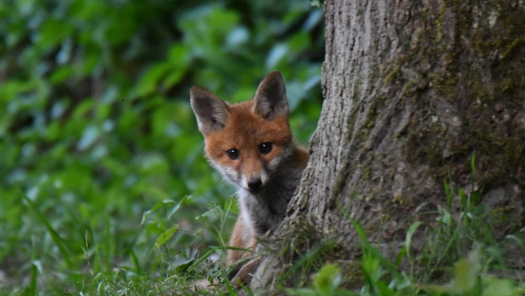 Begegnungen mit dem Fuchs