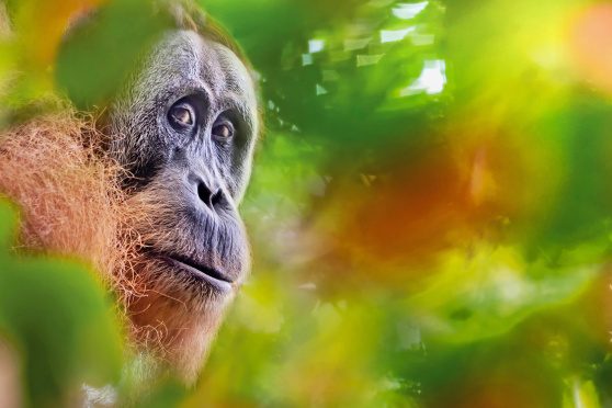 Explora präsentiert: Borneo