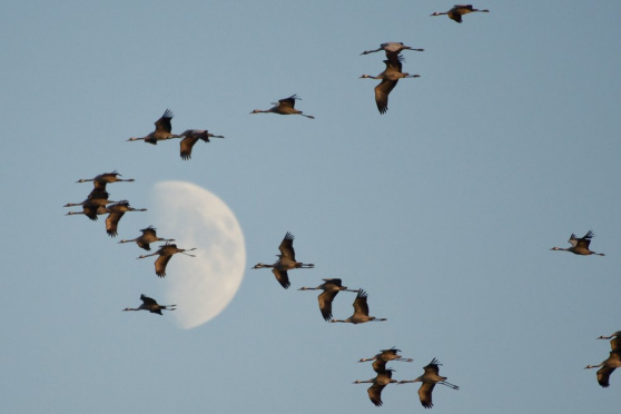 Natur entdecken - Faszination Vogelzug