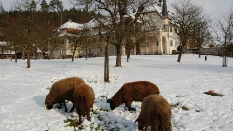 Öffentliches Vergabeverfahren nötig, aber kein Wettbewerb