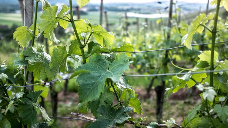 Kunst für den Weinweg