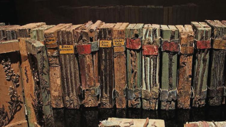 Kurzer Blick in die Bücher des Waldes