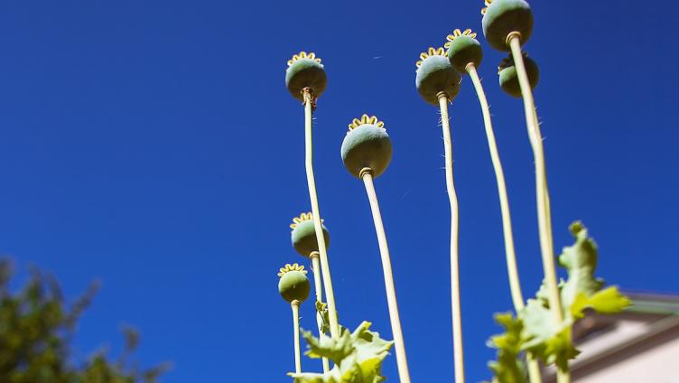 Wer hat das schönste Gartenbild?