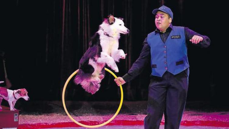 «Wenn nur unser Hund so dressiert wäre»