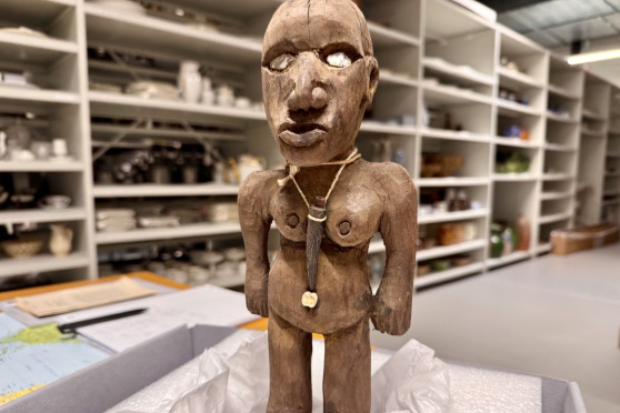 Menschliche Schädel in der Sammlung